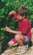 domaine pellerin viticulteur rcoltant crateur des vins du bugey