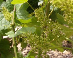 domaine pellerin viticulteur récoltant créateur des vins du bugey