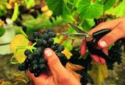domaine pellerin viticulteur rcoltant crateur des vins du bugey