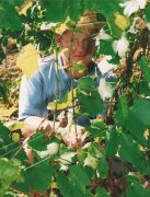 domaine pellerin viticulteur rcoltant crateur des vins du bugey