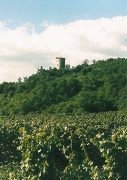 domaine pellerin viticulteur rcoltant crateur des vins du bugey