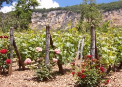 domaine pellerin viticulteur rcoltant crateur des vins du bugey