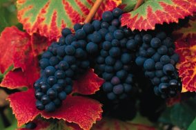 domaine pellerin viticulteur récoltant créateur des vins du bugey