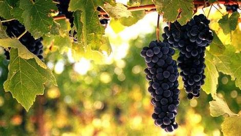 domaine pellerin viticulteur récoltant créateur des vins du bugey